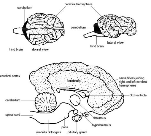 Anatomy of a Horse Brain